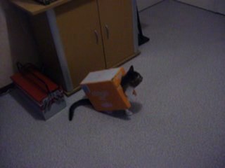 le chat escargot avoir mdr !!