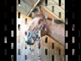 Les 13 chevaux les plus beau du centre equestre de kerivoal