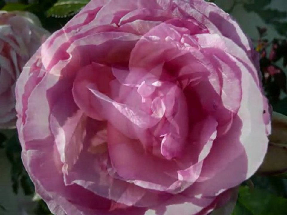 Mon amie la rose. Françoise Hardy.