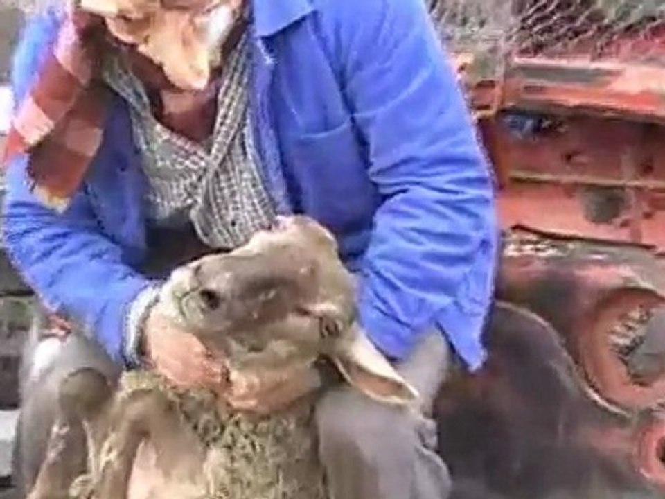 Fiat500 Bonne année 2010 avec les Topolino