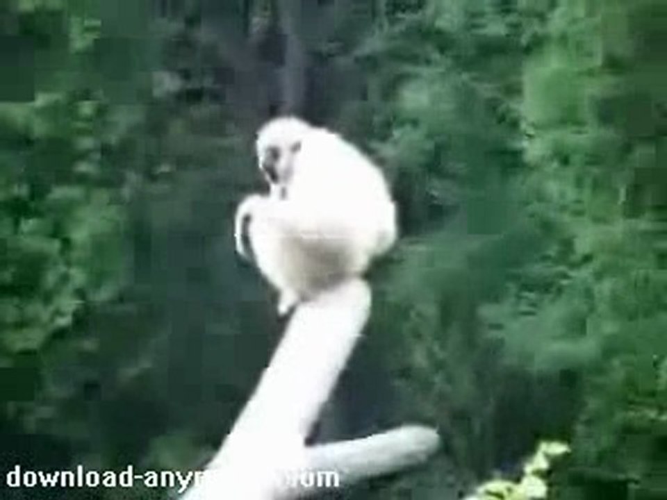 Funny monkey