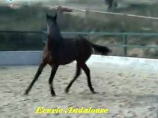 Ecurie Andalouse .