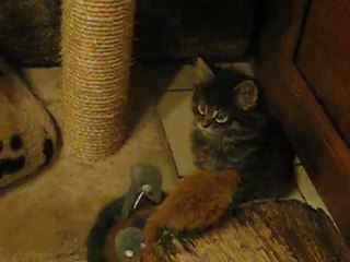 maine coon 6 semaines