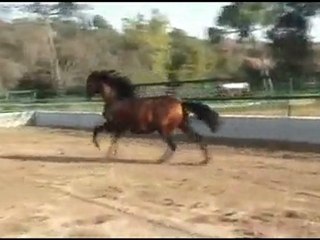 EGEO VII POTRO CAPA CASTAÑO 2 AÑOS