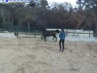 ECUADOR XXIII POTRO 2 AÑOS