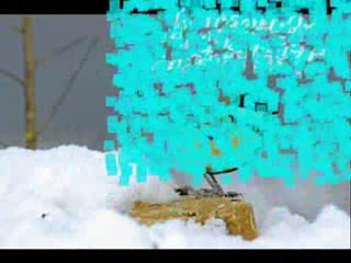 le faucon crécerelle et la mésange charbonnière_converted