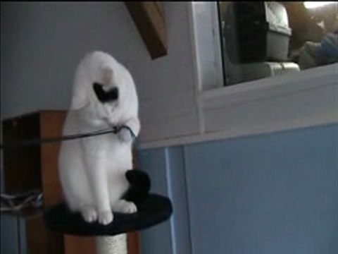 Clochette - 26 décembre 2009