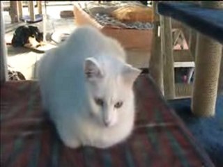 Bisquick - 26 décembre 2009