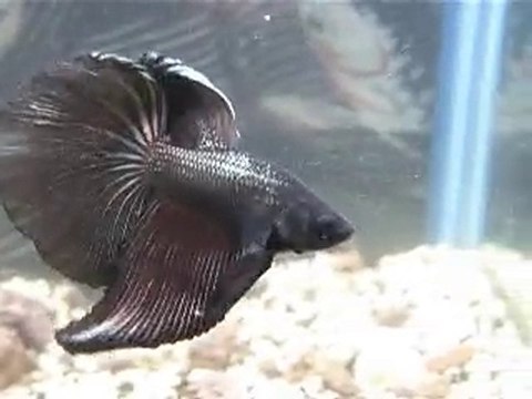 betta splendens parade 1