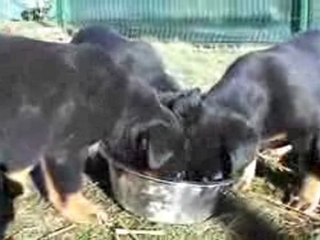 Vidéo des chiots à 6 semaines