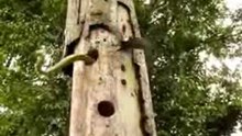 woodywoodpecker