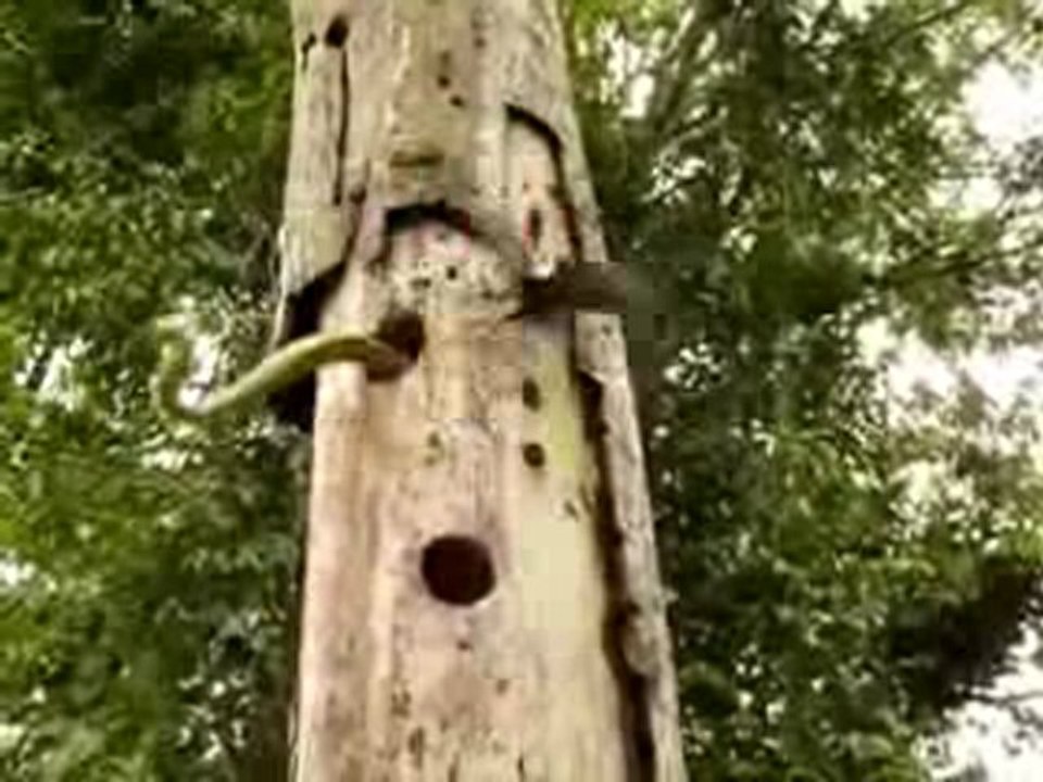 woodywoodpecker