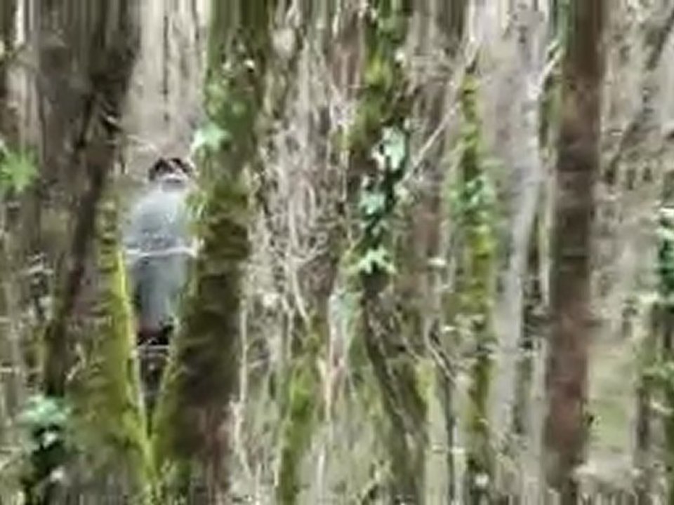 chasse au bois
