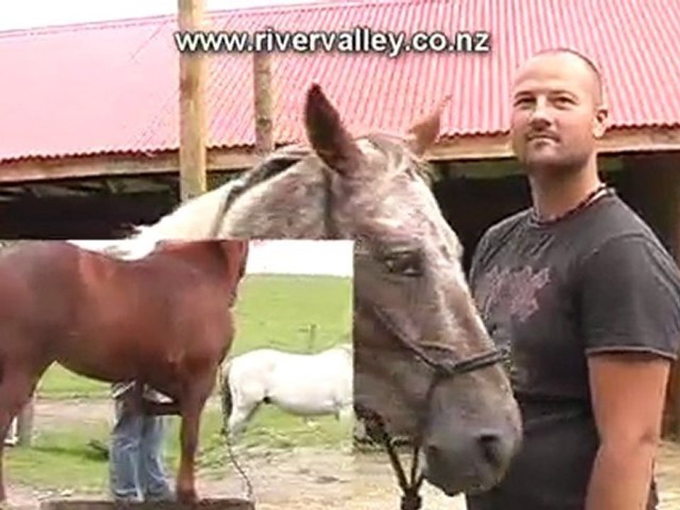 What does a Horse Chiropractor do?