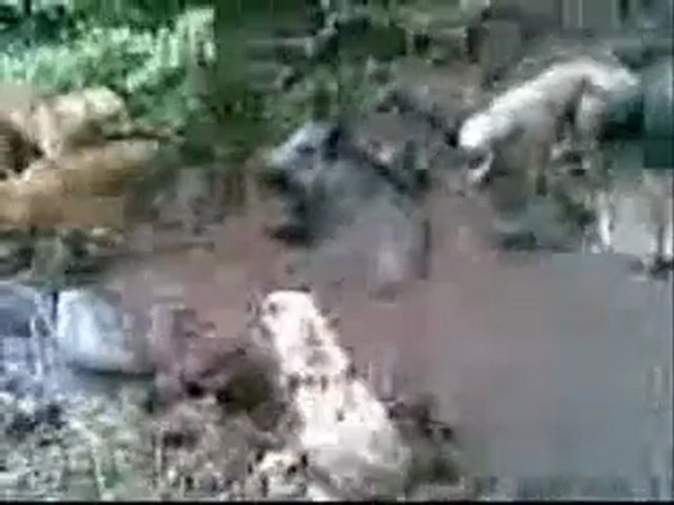 Domuz Köpek Savaşı