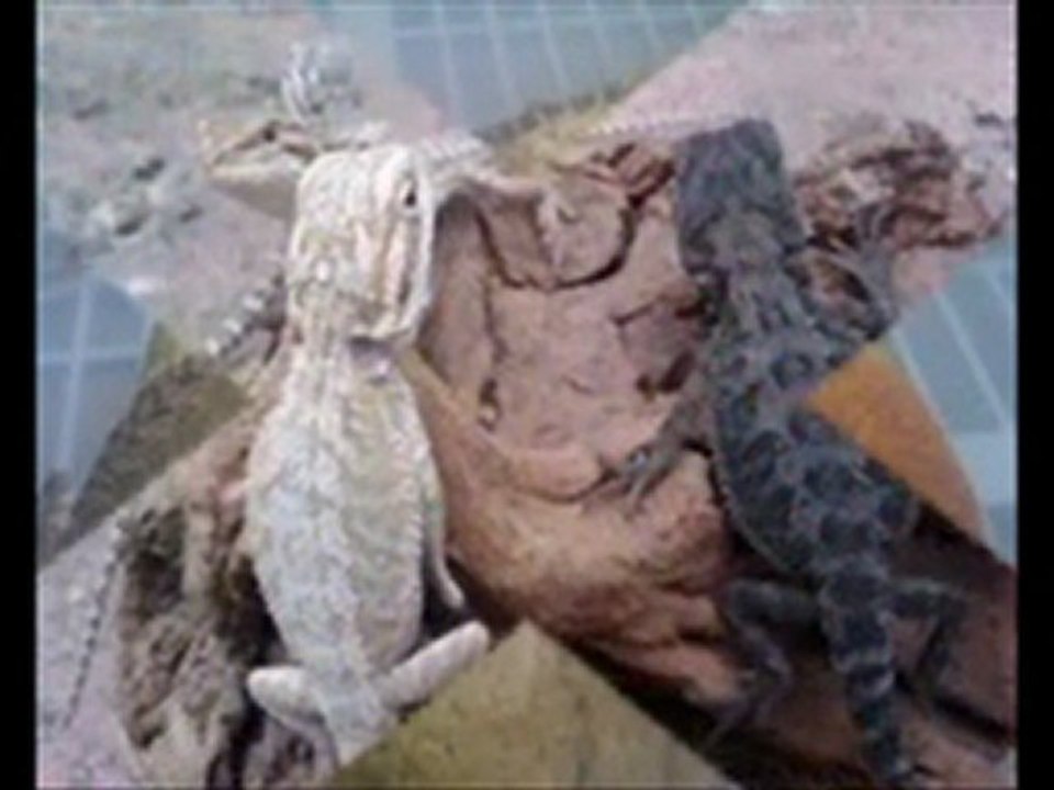 turtles red eared sliders 786-973-3364