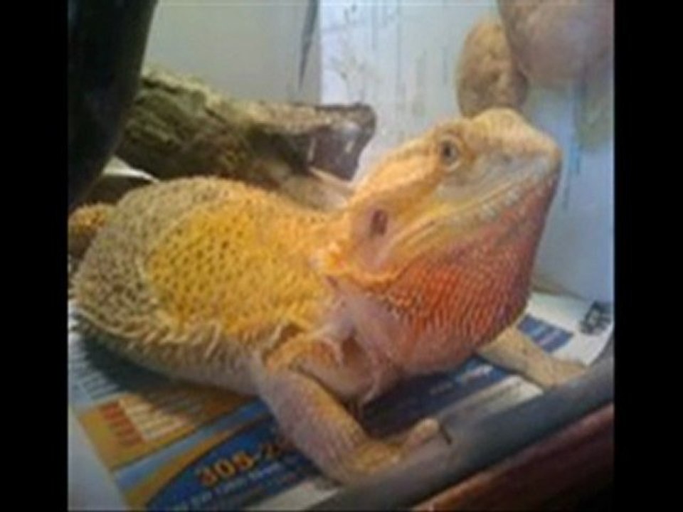 bearded baby dragon 786-973-3364