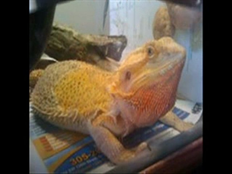 blood red bearded dragon 786-973-3364