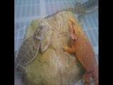 fat tail gecko 786-973-3364 breedingcircle.com