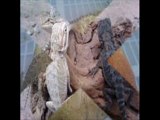 fat tail geckos breedingcircle.com 786-973-3364