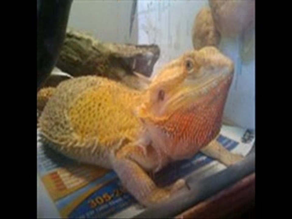baby bearded dragon lizard 786-973-3364