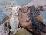 albino red eared sliders for sale breedingcircle