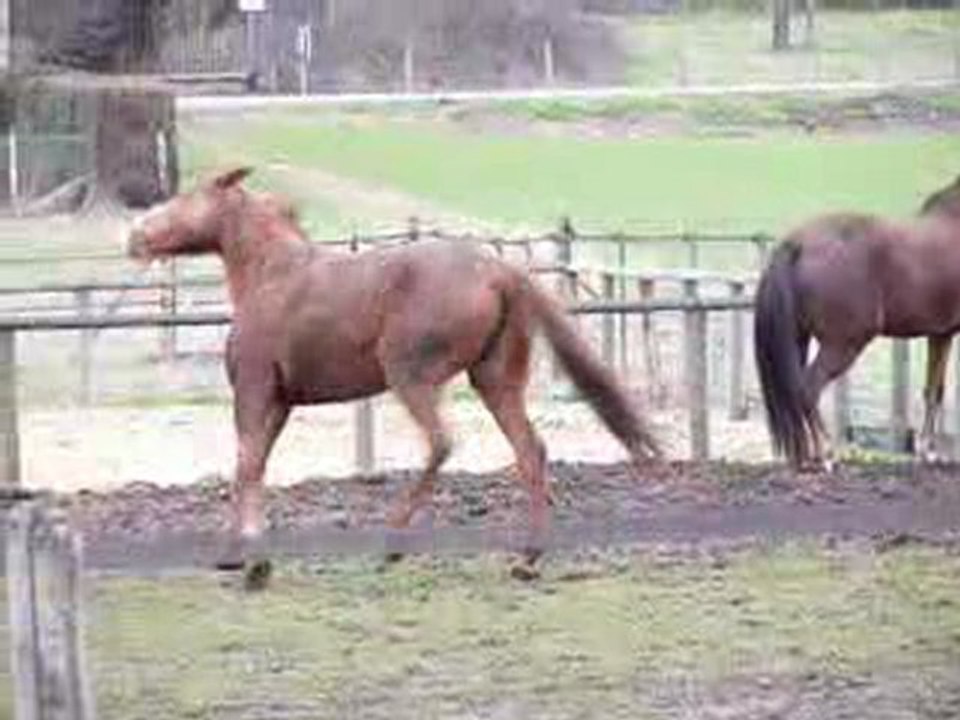 chevaux dans la prairie
