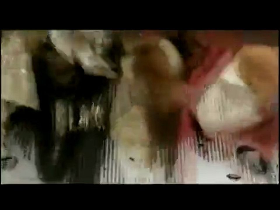 Arman Hovhannisyan - Du es Du