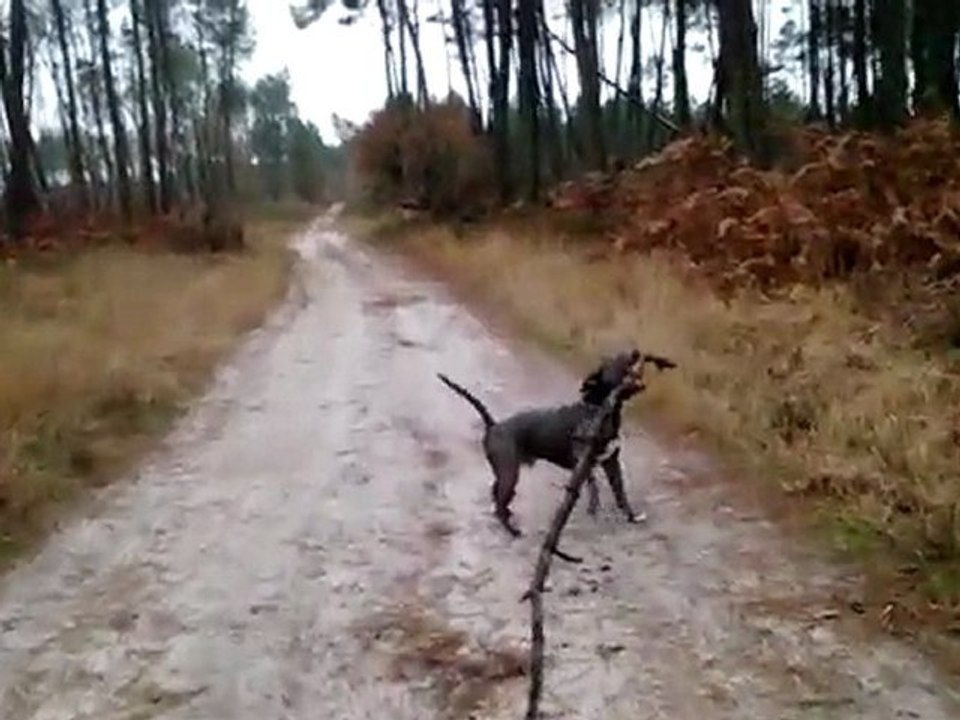wes en foret