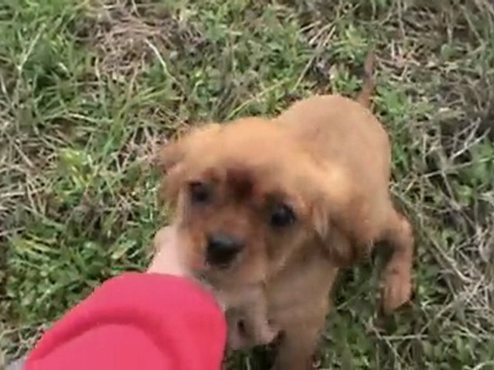 Emma dans les champs