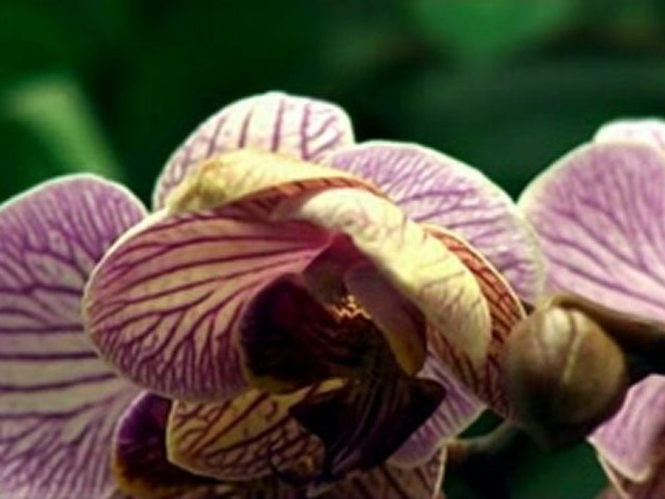 Petite fleur 2
