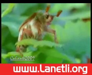 Yeni yıl 2010 şarkı