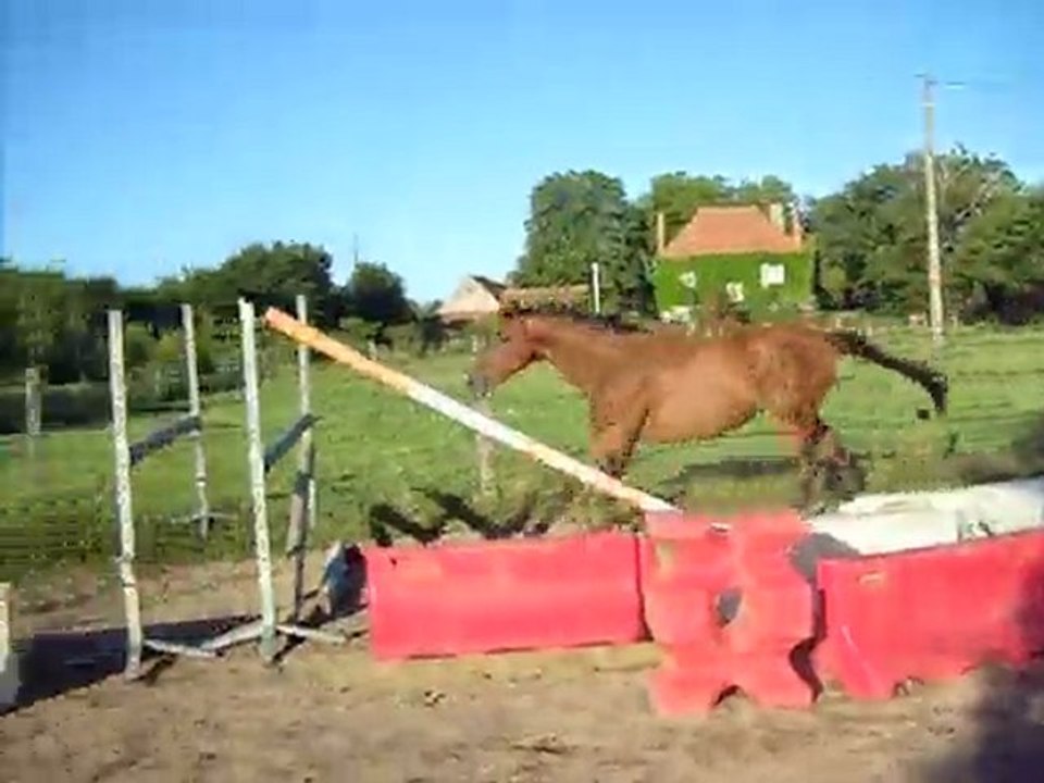 Quoraline saut oxer 124