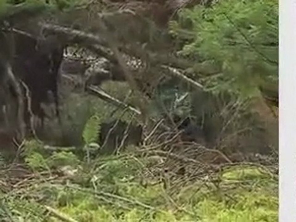 champignon à Montbrison