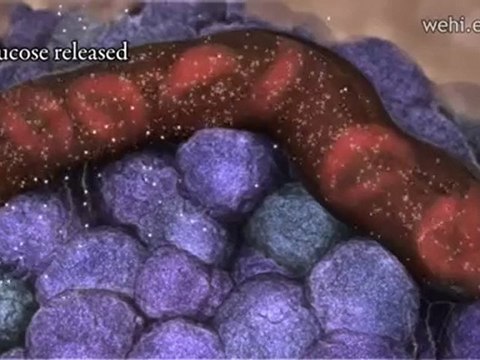 Diabetes mellitus tipo I (v.o. ingles)