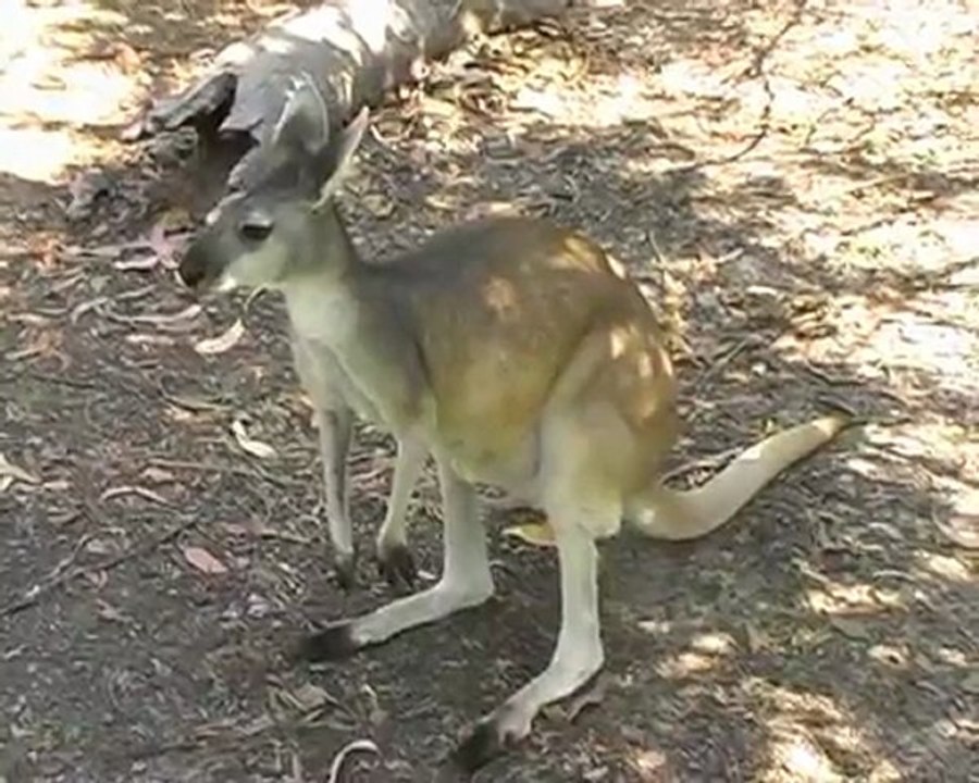 Voyage à Darwin - Australie 2006