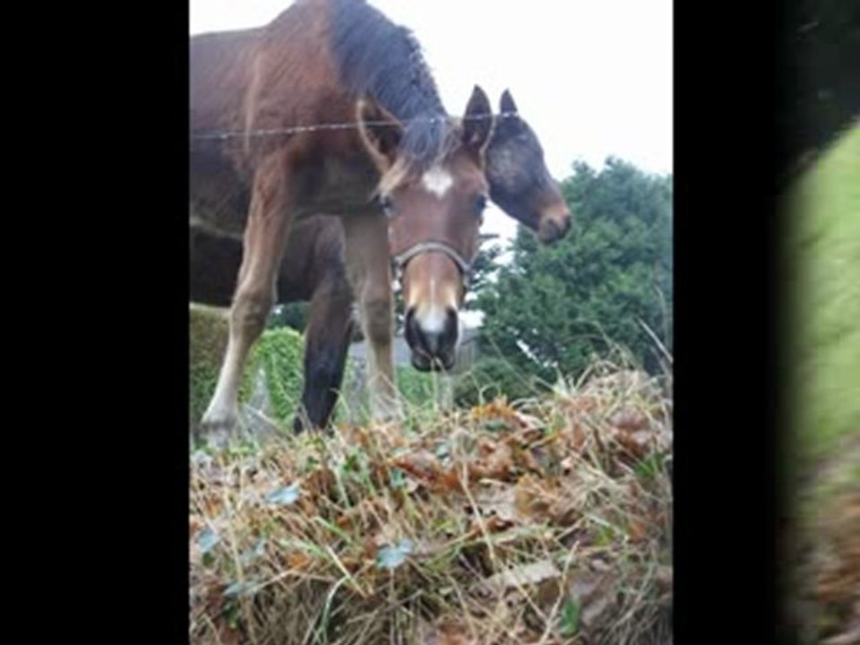 Chevaux