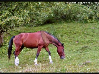 chevaux