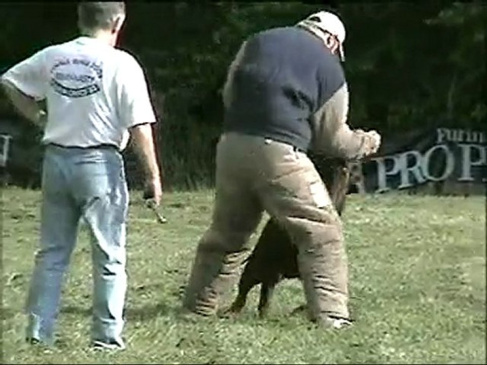 Tigger des Rotts de la Baronnie entraînement mondioring