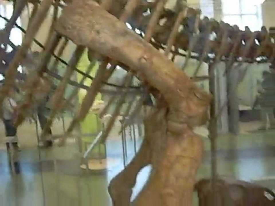 Museum of Natural History, New York