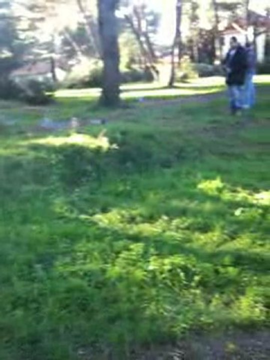 trophy truggy 4.6 toto