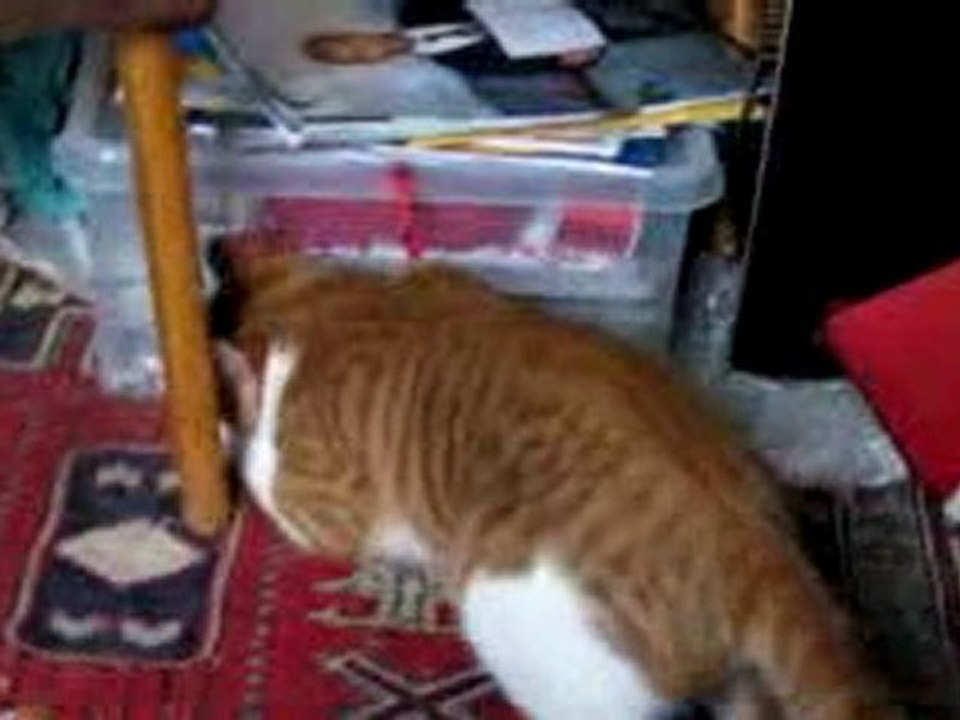 TEKIR & MOUSE 01.01.2010 001