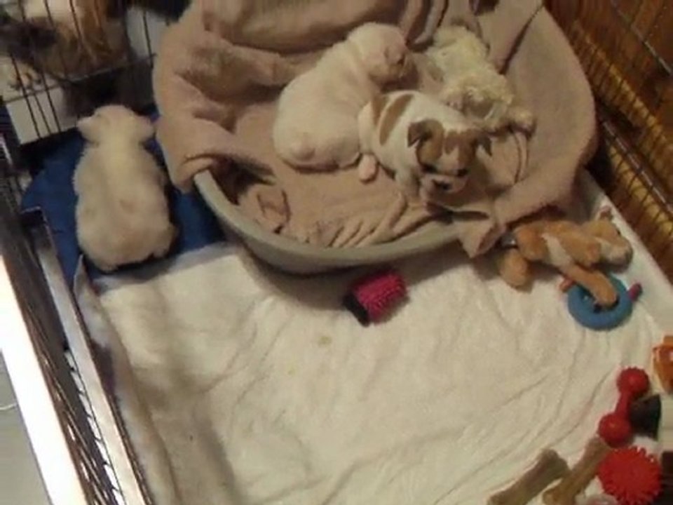 les bébés jouent