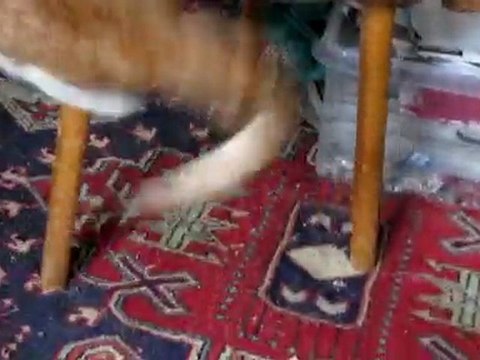 TEKIR & MOUSE 01.01.2010 002