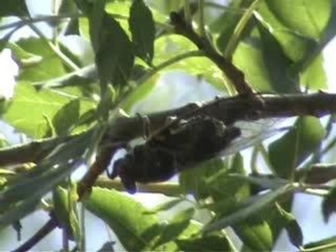 Libellules et canadairs