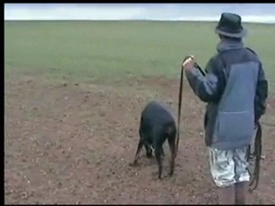 urka entrainement pistage FCI2