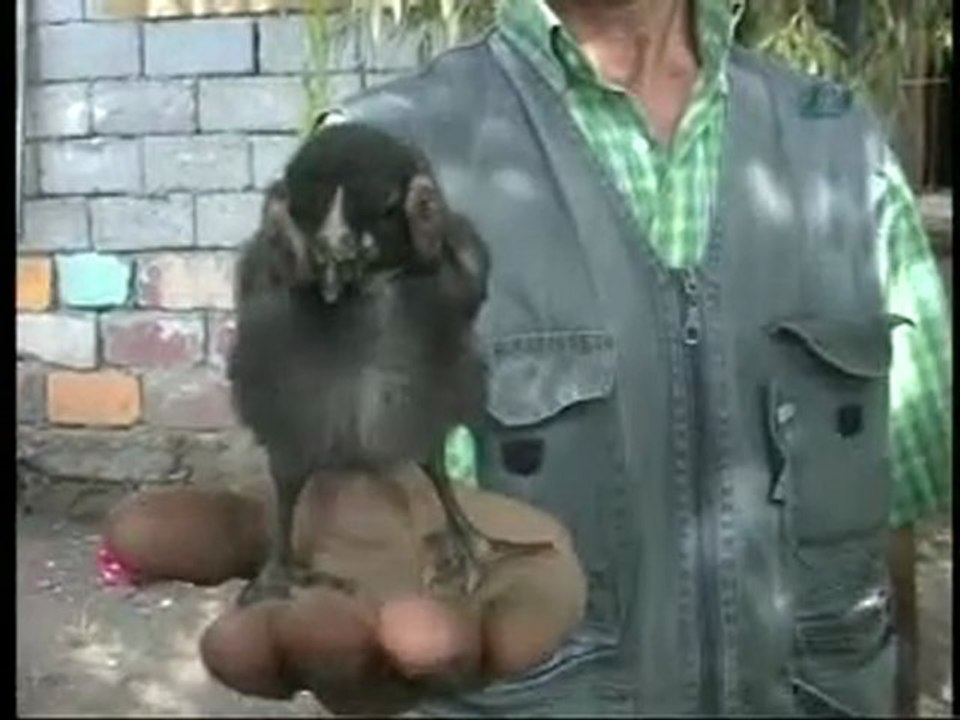 İnsan kulaklı civciv