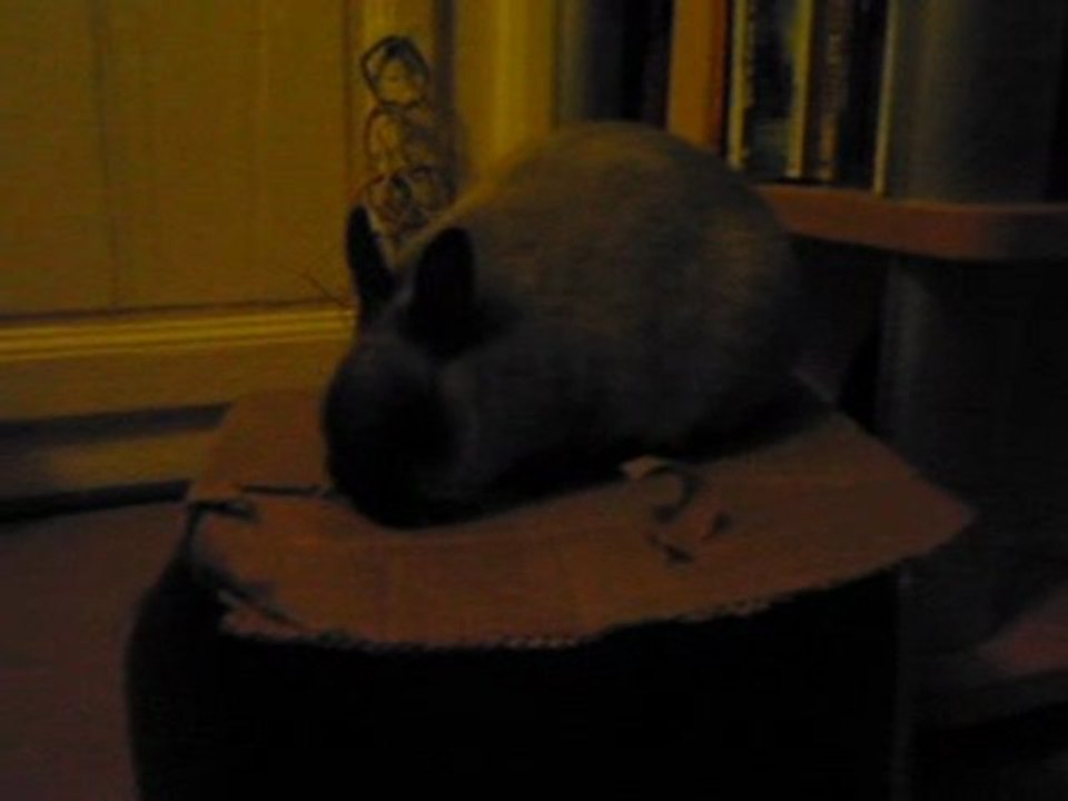 Cian' et son carton #1