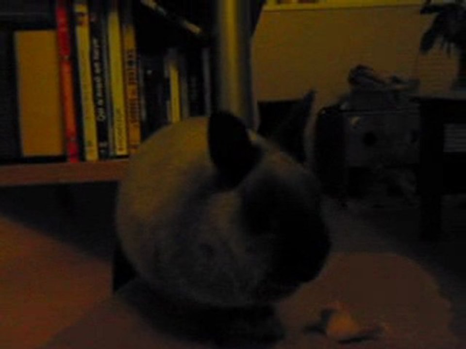 Cian' et son carton #2