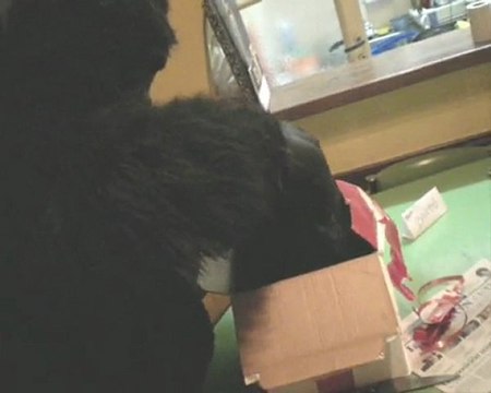 El cumpleaños del gorila escritor.